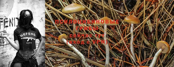 PSILOCYBIN Алзамай